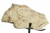 Dinosaur (Triceratops) Frill Shield Section w/ Stand - South Dakota #363642-1
